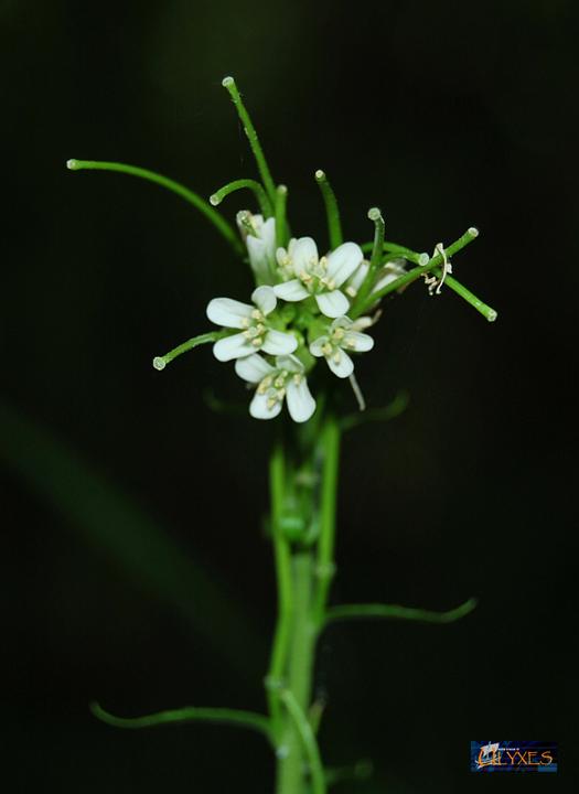 cardamine hirsuta.JPG